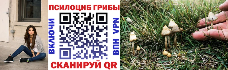 кракен маркетплейс  купить   Ступино  Галлюциногенные грибы Psilocybe 
